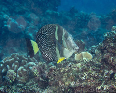Acanthurus guttatus