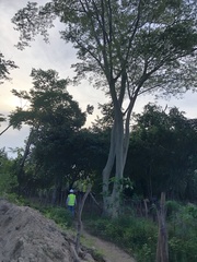Albizia niopoides