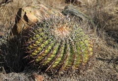 Ferocactus viridescens viridescens
