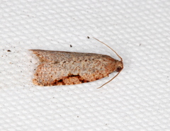 Meritastis piperata