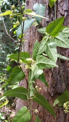 Leichhardtia longiloba
