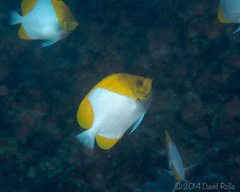 Hemitaurichthys polylepis