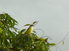 Pitangus sulphuratus