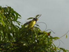 Pitangus sulphuratus