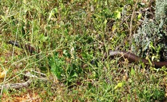 Pseudonaja aspidorhyncha