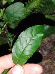 Petiveria alliacea