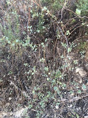 Lonicera subspicata denudata