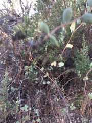 Lonicera subspicata denudata