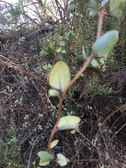 Lonicera subspicata denudata