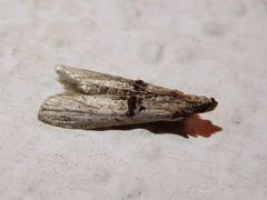 Nephopterix angustella
