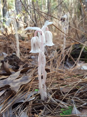 Monotropa
