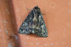 Condica albigera
