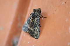 Condica albigera