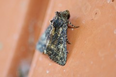 Condica albigera