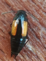 Tachinus subterraneus