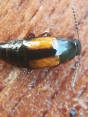 Tachinus subterraneus