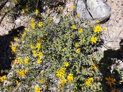 Calanticaria greggii