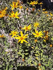 Calanticaria greggii