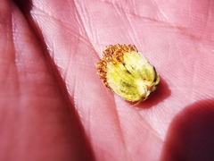 Calanticaria greggii