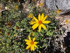 Calanticaria greggii