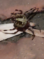 Neoscona domiciliorum