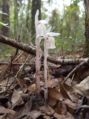 Monotropa