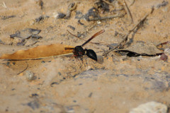 Delta pyriforme circinale