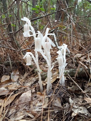 Monotropa