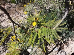 Leucaena greggii