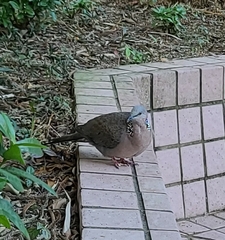 Streptopelia chinensis
