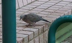 Streptopelia chinensis