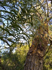 Prosopis glandulosa