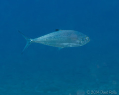 Scomberoides lysan