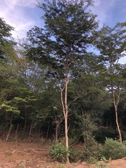 Gonopterodendron arboreum