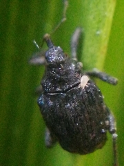 Parethelcus pollinarius