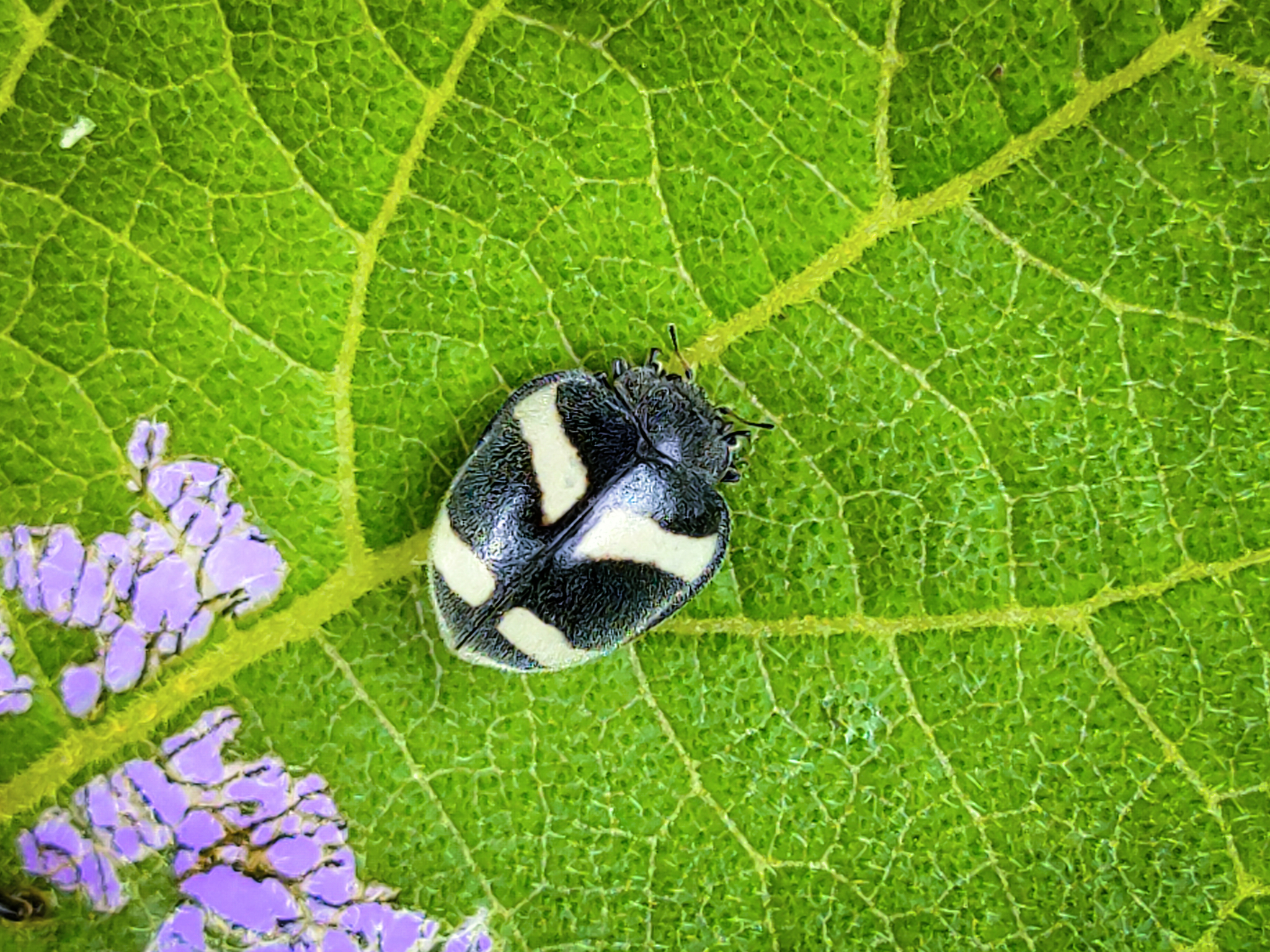 Coccinellidae image