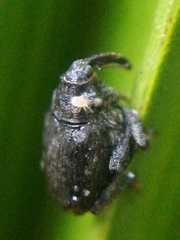 Parethelcus pollinarius