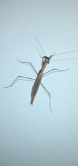 Musonia remota