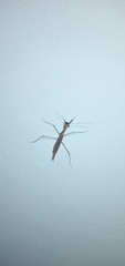 Musonia remota