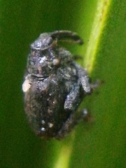 Parethelcus pollinarius