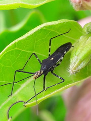 Zelus laticornis