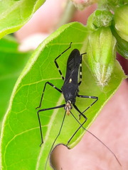 Zelus laticornis
