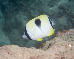 Chaetodon unimaculatus