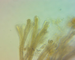 Spongomonas splendida