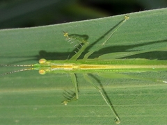 Phlugis ocraceovittata