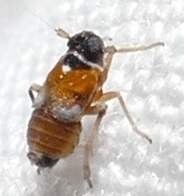 Flavoclypeus andromedus