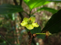 Salacia madagascariensis