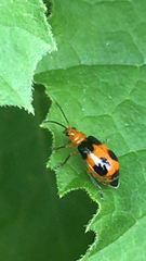 Aulacophora hilaris