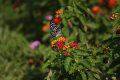 Papilio clytia clytia