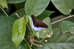 Tanaecia iapis puseda